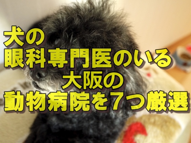 犬の眼科専門医のいる大阪の動物病院を７つ厳選