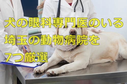 犬の眼科専門医のいる埼玉の動物病院を7つ厳選