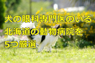 犬の眼科専門医のいる北海道の動物病院を9つ厳選